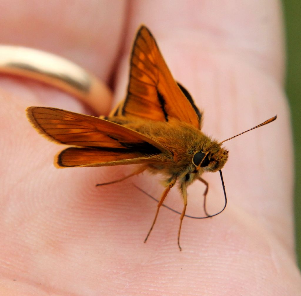 Thymelicus lineola?